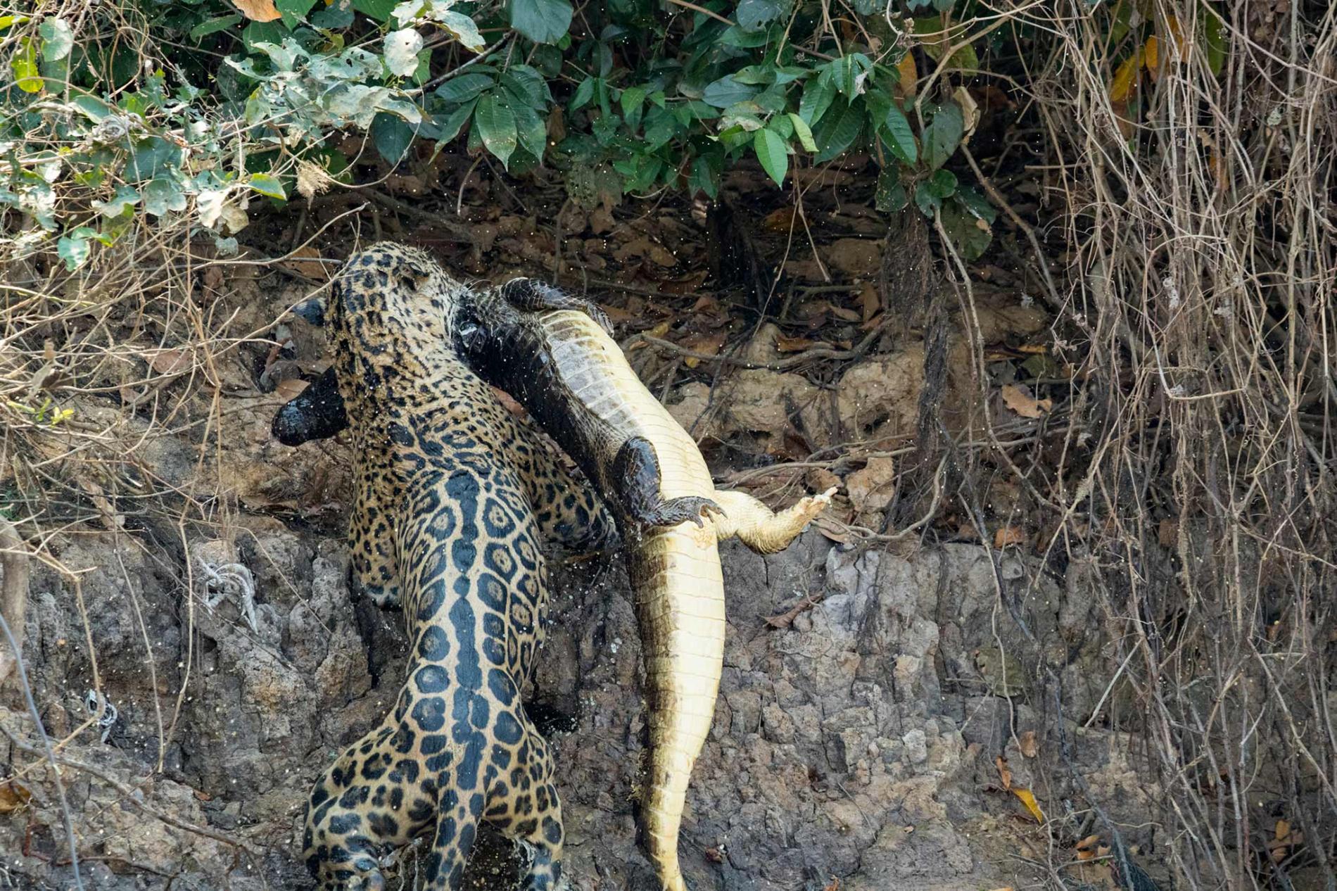 Báo đốm nhảy sông giết chết cá sấu trong chưa đầy 30 giây