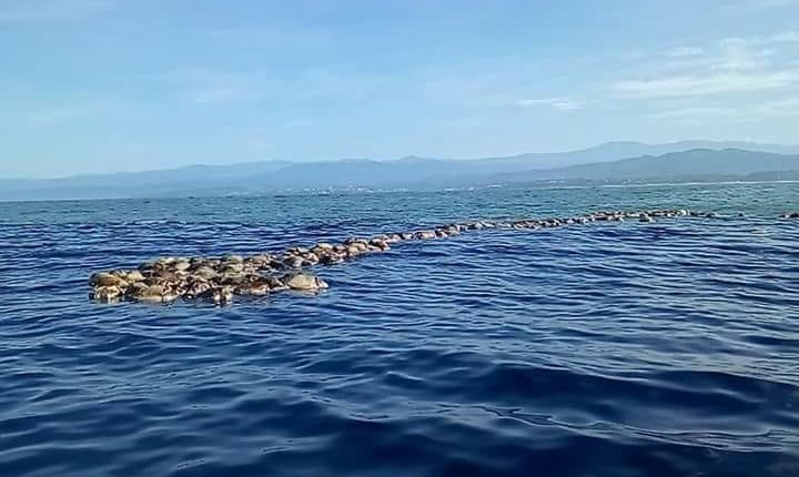 Bí ẩn hàng trăm rùa biển Golfinas chết trôi