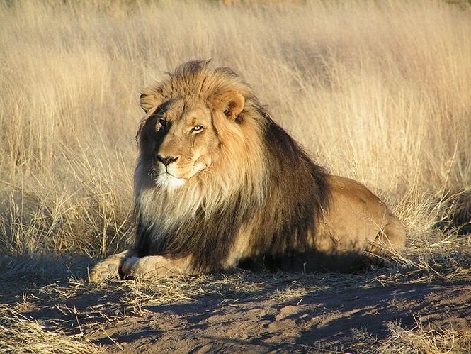 Top khám phá thú vị và ít biết về loài sư tử