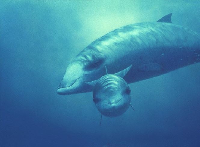 Top động vật có vú lặn sâu nhất thế giới