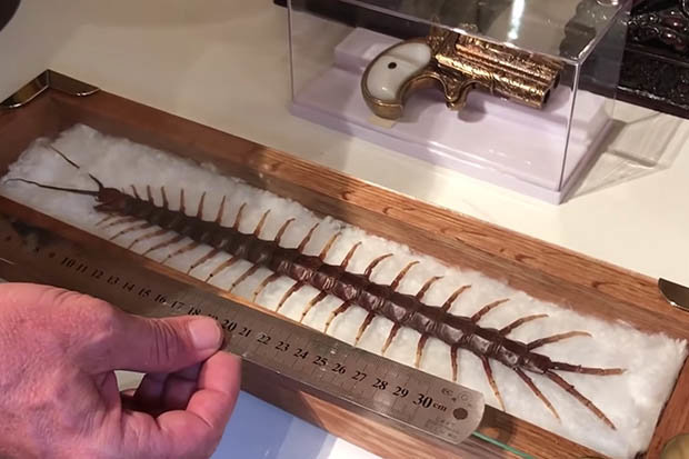 Hoảng hồn phát hiện rết "dài nhất thế giới" gần 40 cm