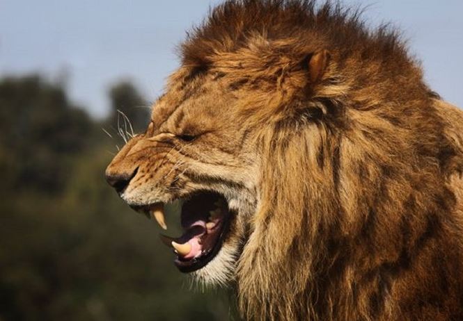Top loài sư tử ăn thịt người nổi tiếng thế giới