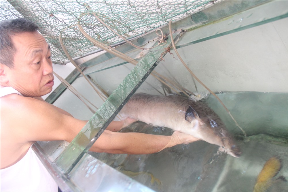 Cá chình khủng dính lưới ngư dân sông Lam