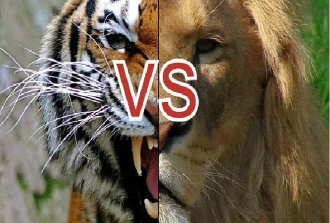 Giải mã kịch bản cuộc chiến giữa sư tử và hổ