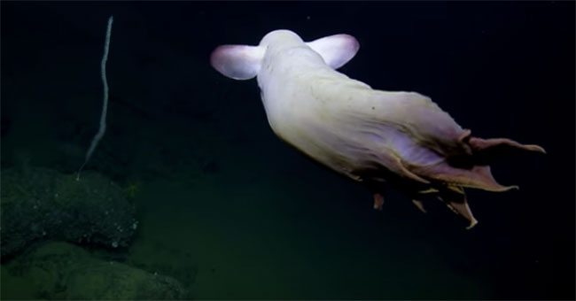 Gặp bạch tuộc trắng như ma, giống voi biết bay dưới biển