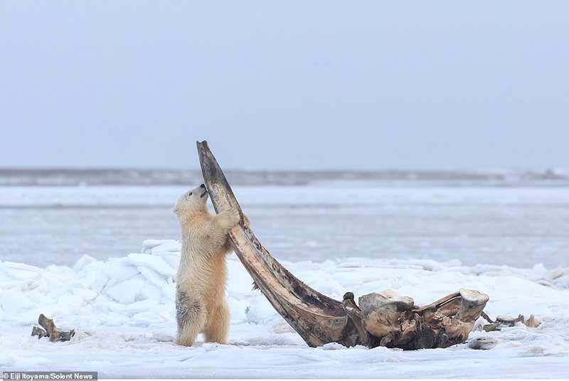 Gấu Bắc Cực chật vật đục khoét xương cá voi khủng