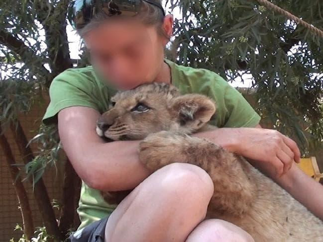 Sự thật bàng hoàng sau ảnh du khách âu yếm sư tử Nam Phi