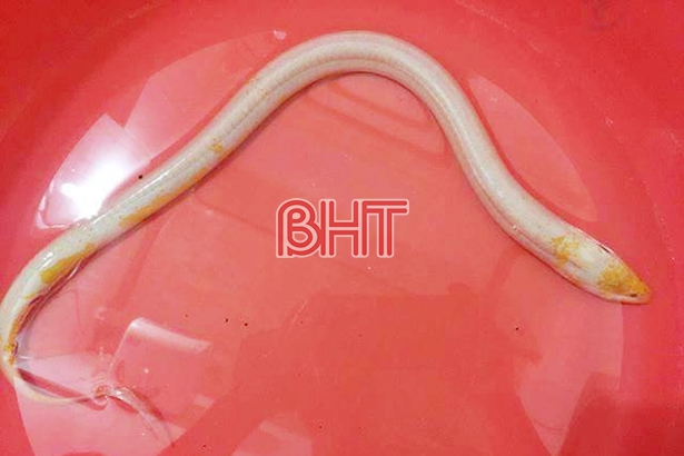 Bắt được lươn “bạch tạng” hiếm gặp trong ao nhà ở Hà Tĩnh