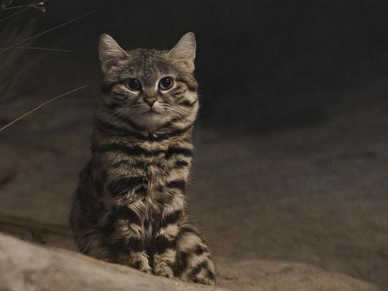 "Soi" loài mèo nhỏ nhắn nguy hiểm nhất thế giới