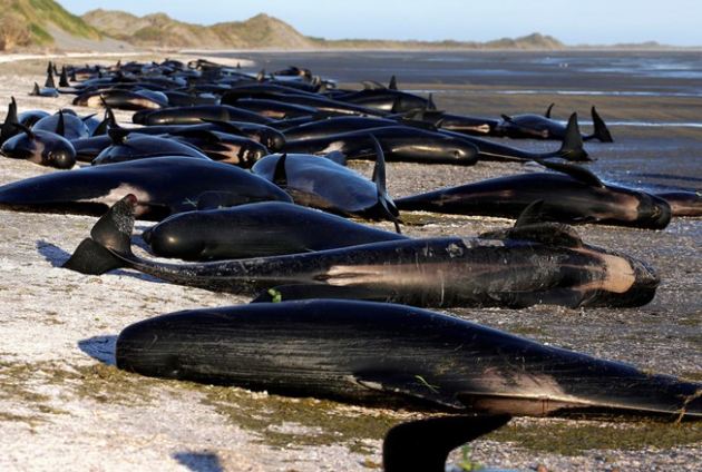 Xót xa hàng trăm cá voi mắc cạn và thiệt mạng trên biển