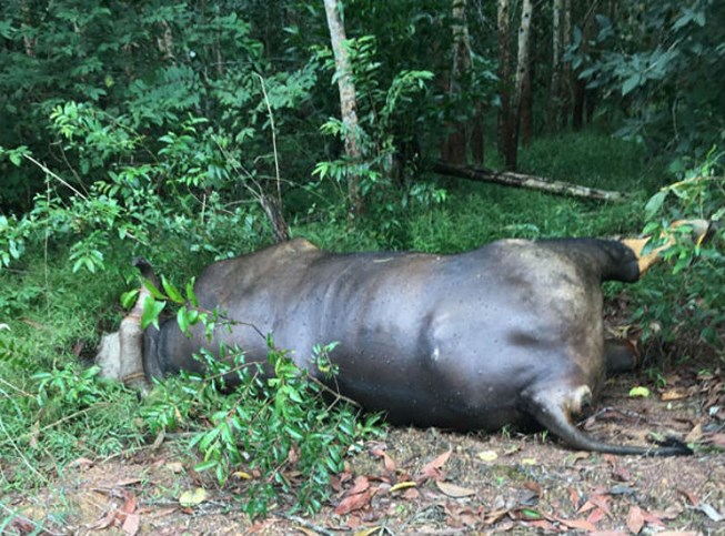 Bò tót 700kg ở Đồng Nai chết trong rừng vì lý do này