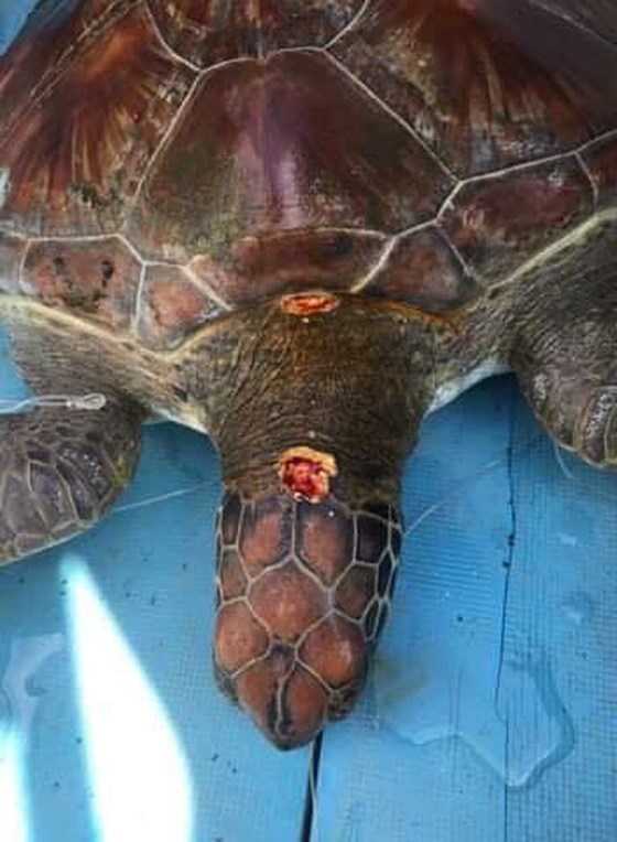 Khám phá quy trình nội soi gắp rác thải trong bụng rùa biển