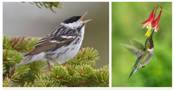 Loài chim có khả năng "dị": Ăn gấp đôi trọng lượng cơ thể