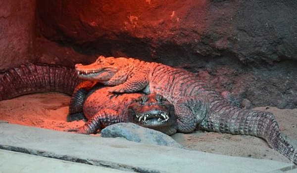 Cặp cá sấu sống chung 50 năm không sinh sản, lý do "của quý"...