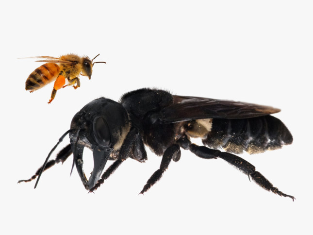 Loài ong to bằng ngón tay cái lộ diện gây bất ngờ