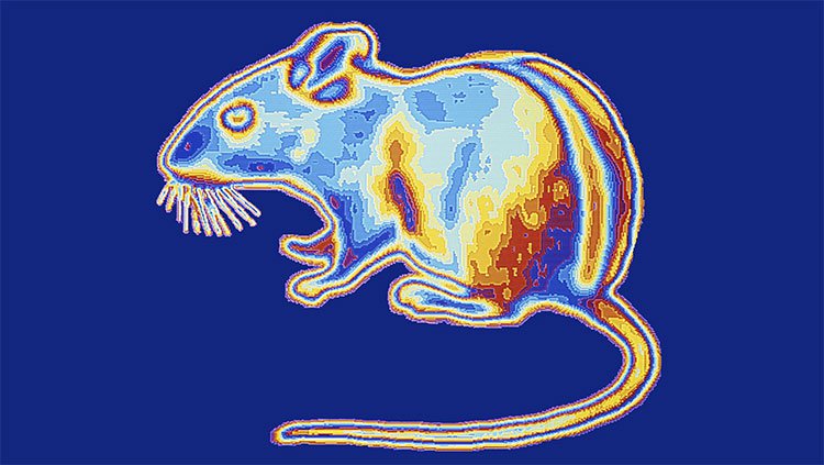 Tạo ra "siêu chuột" nhìn xuyên màn đêm: Khoa học đều có lý do