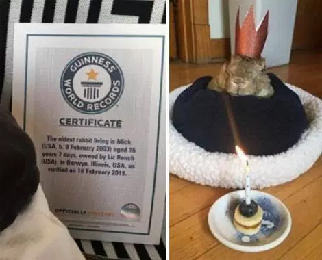 Gặp gỡ chú thỏ sống lâu nhất thế giới