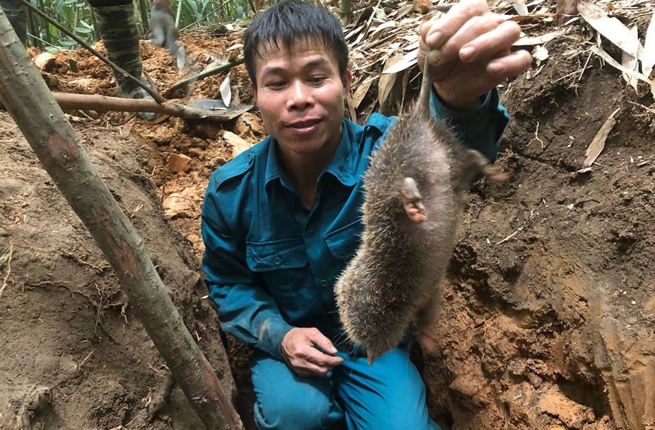 Chuyện săn lùng loài chuột khổng lồ trong rừng tây Yên Tử