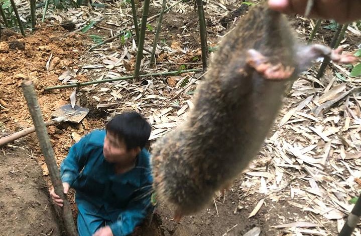 Kỹ năng kỳ công khó tưởng bắt chuột khổng lồ rừng Yên Tử