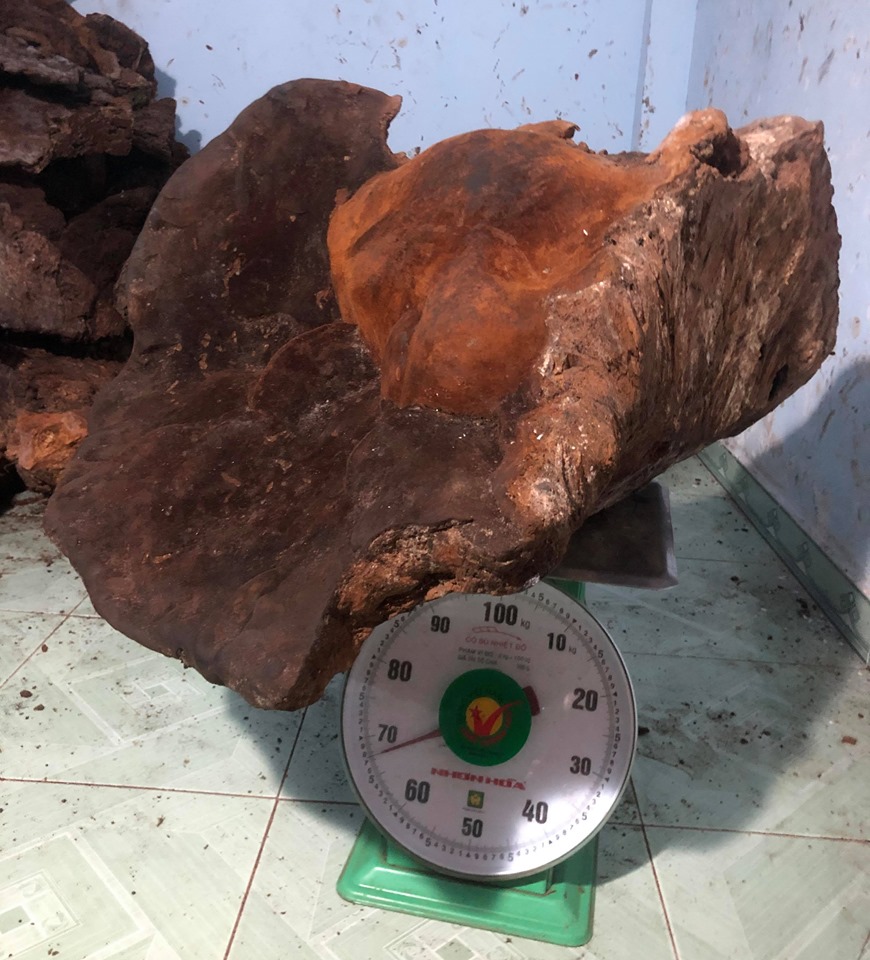 Choáng cây nấm chò "khủng" 70kg trong rừng Quảng Nam