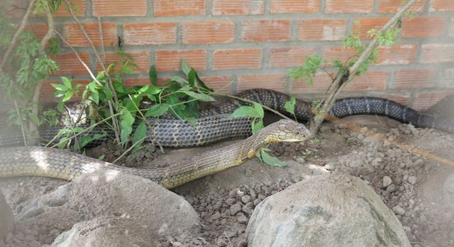 Li kỳ xả súng tiêu diệt rắn khổng lồ ở rừng Phú Quốc