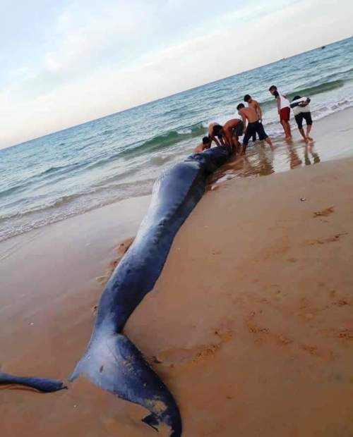 Sững sờ xác cá voi 2 tấn dạt vào bờ biển Khánh Hòa