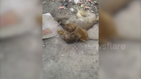 Khỉ mẹ chết vì nắng nóng, khỉ con có hành động bất ngờ