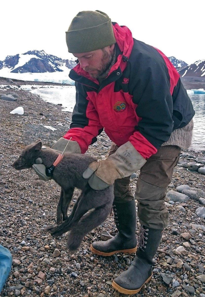 Sửng sốt cáo Bắc Cực đi bộ hơn 3 nghìn km xuyên châu lục