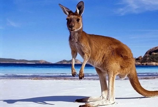 Giai thoại về nguồn gốc cái tên “kangaroo”