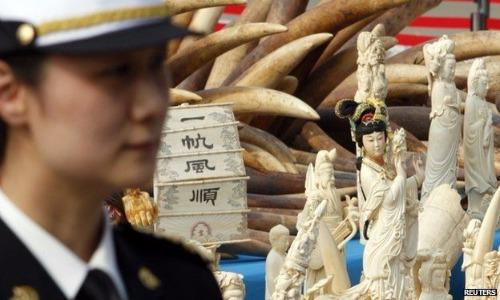 Hàng trăm nghìn voi chết oan để phục vụ thú chơi của nhà giàu TQ