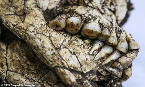 Phát hiện bộ xương 6.000 năm tuổi còn nguyên vẹn dưới công trường