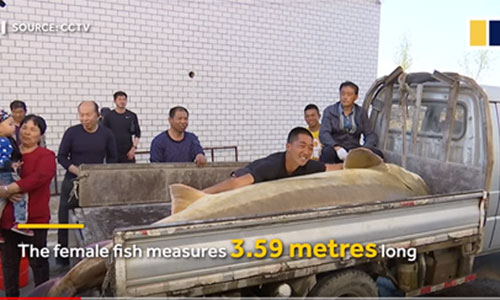 Bất ngờ số phận cá tầm Kaluga 100 tuổi lọt lưới ngư dân Trung Quốc