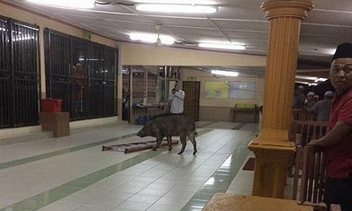 Malaysia: Lợn rừng điên cuồng tấn công người trong nhà thờ
