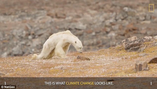 Sự thật gấu Bắc cực gầy trơ xương vì biến đổi khí hậu