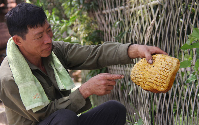 Ly kỳ chuyện săn mật của loài ong hung dữ ở Tây Yên Tử