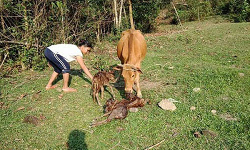 Chuyện lạ: Tận mắt thấy bò sinh ba ở Quảng Nam