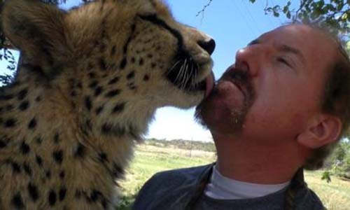 Nụ hôn xúc động của chú báo Cheetah dành cho con người