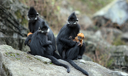 Đàn voọc 90 con, mẹ đen con vàng, thích ăn thảo quả ở xứ Tuyên