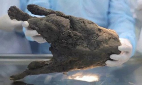 Rã đông xác ướp của con chó từ 12.400 năm trước để hồi sinh