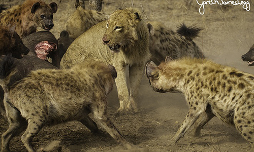 Sư tử tấn công linh cẩu, bị cả đàn quây đánh hội đồng