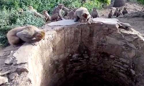 Đàn khỉ cứu mạng báo rơi xuống giếng ở Ấn Độ