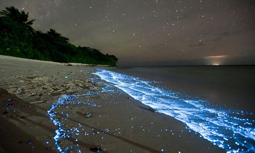 Dải ánh sáng màu xanh phát sáng giữa vùng biển hàng trăm năm
