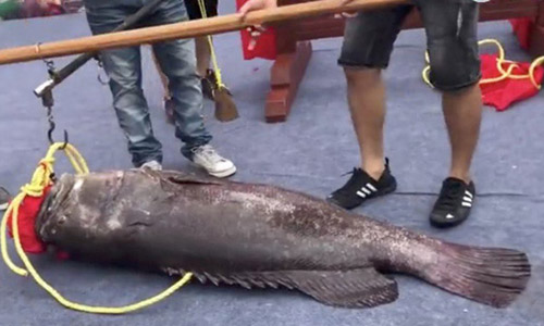 Xẻ thịt cá lạ khổng lồ giá gần 1 tỉ để lấy hên