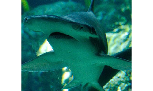 Lần đầu phát hiện cá mập biết ăn cỏ để sinh tồn