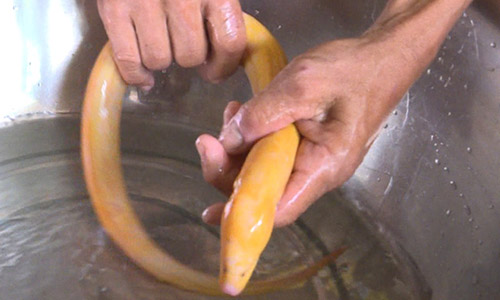 Lũ về bắt được lươn vàng, không dám ăn, cho làm kiểng