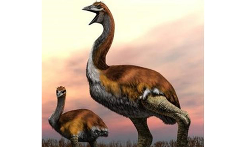Lời giải cho sự biến mất của loài chim lớn nhất thế giới