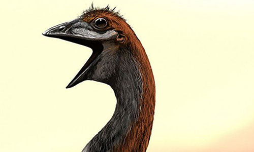 Giải mã bí ẩn về loài chim lớn nhất thế giới nặng 860 kg