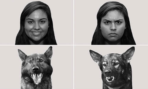 Loài chó có thể đọc được biểu cảm của chủ như thế nào?