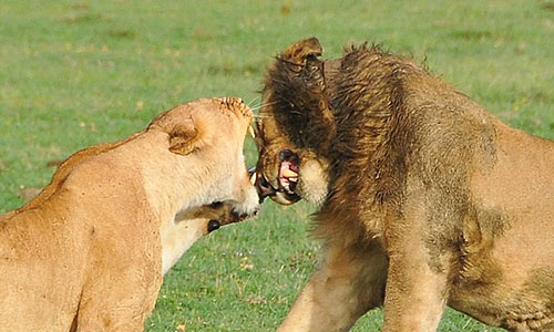 Sư tử cái bất ngờ giết chết “bạn đời” của mình tại sở thú Mỹ
