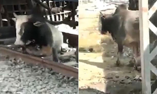 Chú bò khéo léo "luồn lách" dưới đường ray xe lửa để thoát chết